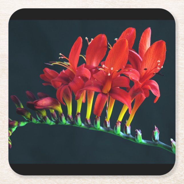 Posavasos Cuadrado De Papel Crocosomia Lucifer Montbretia Floral (Anverso)