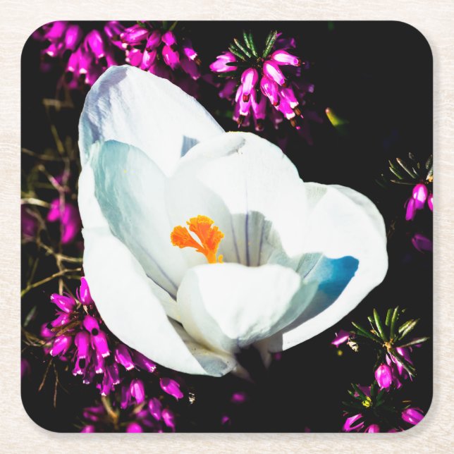 Posavasos Cuadrado De Papel Crocus In Flower Bed (Anverso)