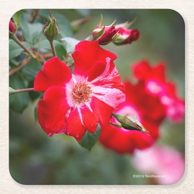 Posavasos Cuadrado De Papel Cuarto del arbusto de julio (Anverso)