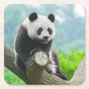 Posavasos Cuadrado De Papel Cuidadosamente Oso Panda sentado en una rama de ár