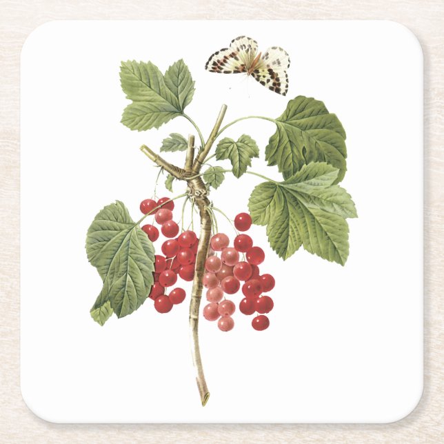 Posavasos Cuadrado De Papel Curva roja (Ribes rubrum) de Redouté (Anverso)