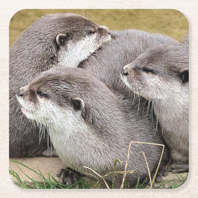 Posavasos Cuadrado De Papel CUTE OTTERS Papel Atarador (Anverso)