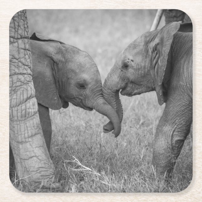 Posavasos Cuadrado De Papel Cutest Baby Animals | Baby Elephants Greeting (Anverso)