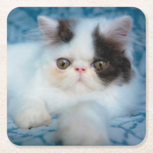 Posavasos Cuadrado De Papel Cutest Baby Animals Black & White Kitten