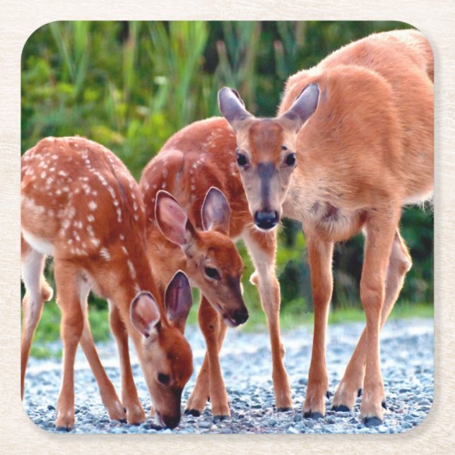 Posavasos Cuadrado De Papel Cutest Baby Animals | Fawn with Babies (Anverso)