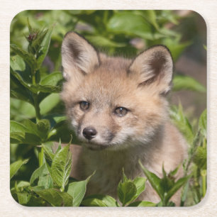 Posavasos Cuadrado De Papel Cutest Baby Animals   Fox Kit