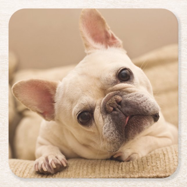 Posavasos Cuadrado De Papel Cutest Baby Animals | French Bulldog Head Tilt (Anverso)