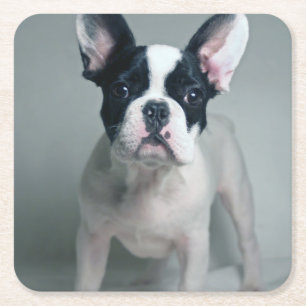 Posavasos Cuadrado De Papel Cutest Baby Animals French Bulldog Puppy