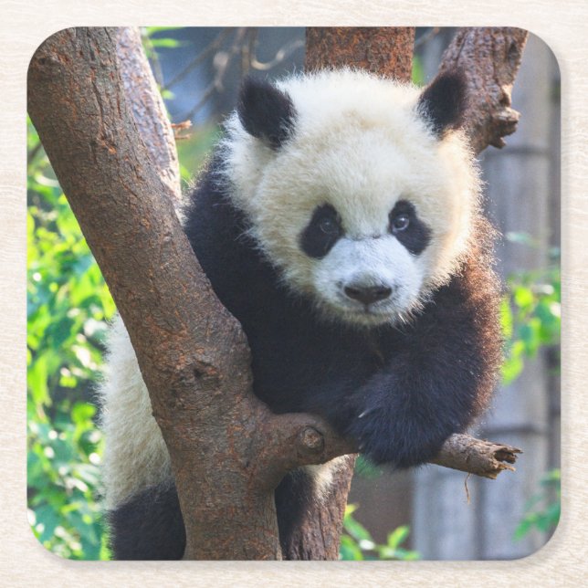 Posavasos Cuadrado De Papel Cutest Baby Animals | Giant Panda Cub (Anverso)