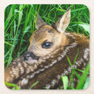 Posavasos Cuadrado De Papel Cutest Baby Animals   Roe Deer Baby