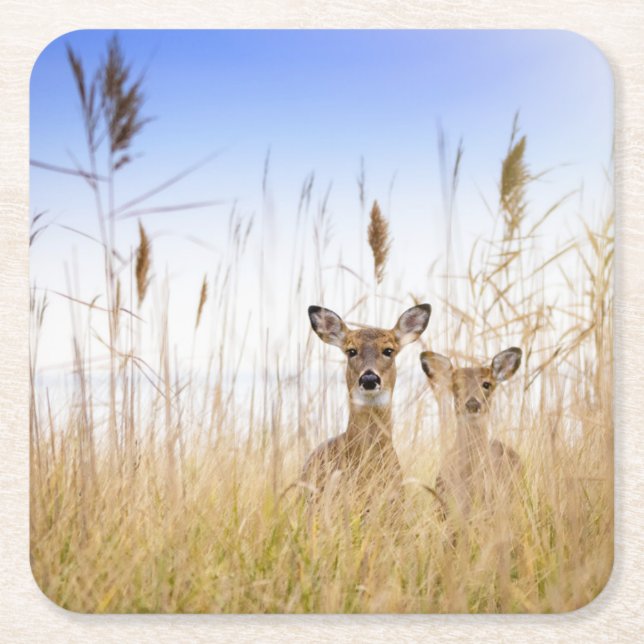 Posavasos Cuadrado De Papel Cutest Baby Animals | Two Young White Tailed Deer (Anverso)