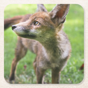 Posavasos Cuadrado De Papel Cutest Baby Animals   Urban Fox