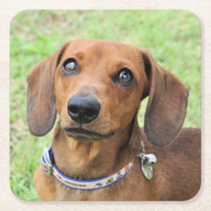 Posavasos Cuadrado De Papel Dachshund