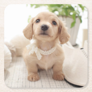 Posavasos Cuadrado De Papel Dachshund miniatura