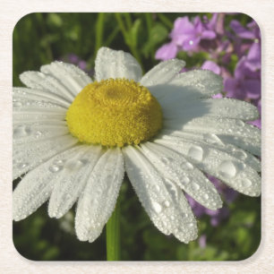 Posavasos Cuadrado De Papel Daisy and Summer Lilac Wildflower