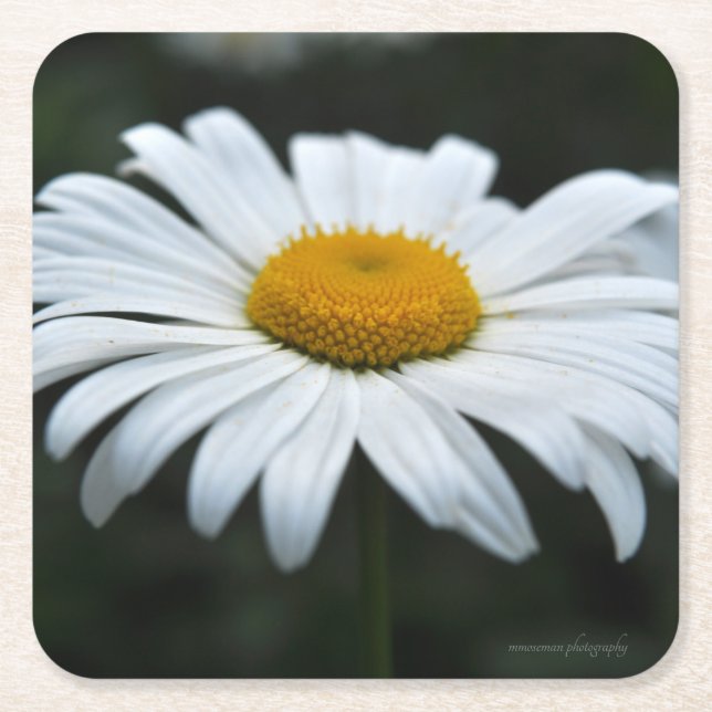 Posavasos Cuadrado De Papel Daisy - Cara arriba (Anverso)