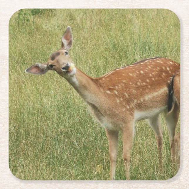Posavasos Cuadrado De Papel Deer Coaster (Anverso)