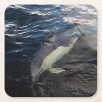 Delfín Común Nadando Vida Silvestre Oceánica Azul 