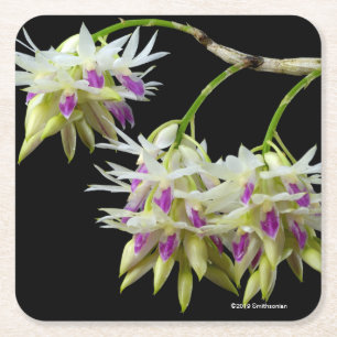Posavasos Cuadrado De Papel Dendrobium Amethystoglossum