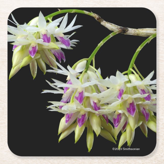 Posavasos Cuadrado De Papel Dendrobium Amethystoglossum (Anverso)