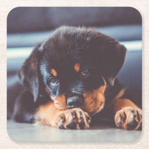 Posavasos Cuadrado De Papel Descanso Adorable De Perro Rottweiler