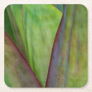 Posavasos Cuadrado De Papel Detalle de la planta de agave