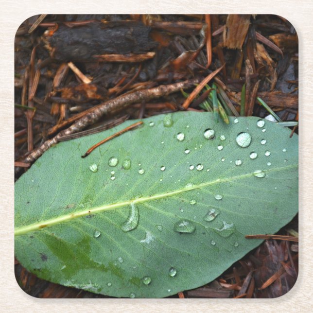 Posavasos Cuadrado De Papel Dew Dappling Leaf (Anverso)