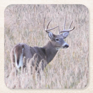 Posavasos Cuadrado De Papel Dólar del Whitetail en práctico de costa del papel