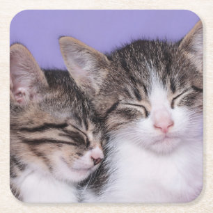 Posavasos Cuadrado De Papel Dos gatitos lindos Napping