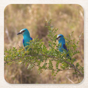 Posavasos Cuadrado De Papel Dos hermosos pájaros azules en una rama