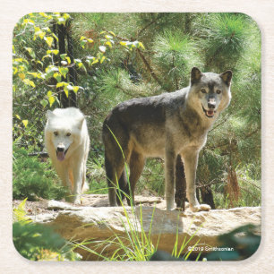 Posavasos Cuadrado De Papel Dos lobos grises en bosque