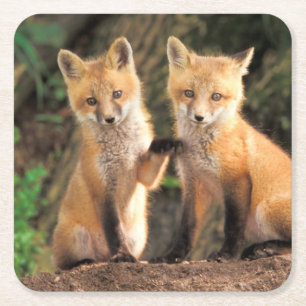 Posavasos Cuadrado De Papel Dos zorros rojos frente a su padre
