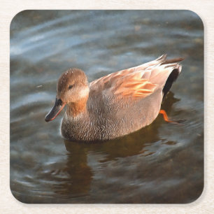 Posavasos Cuadrado De Papel Drake de pato de Gadwall en el lago