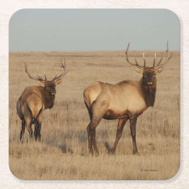 Posavasos Cuadrado De Papel E1 Toro Elk (Anverso)