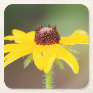 Posavasos Cuadrado De Papel EE. UU., Colorado, Boulder. Girasol en primer plan