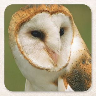 Posavasos Cuadrado De Papel EE.UU., Colorado, Broomfield. búho de Barn