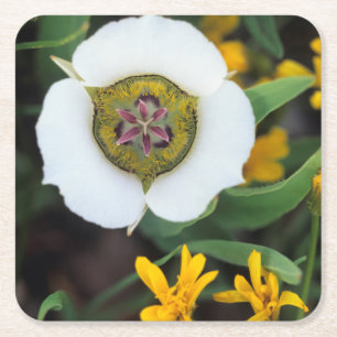 Posavasos Cuadrado De Papel EE. UU., Colorado. Mariposa tulipán