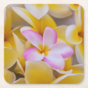 Posavasos Cuadrado De Papel EE. UU., Hawái, Oahu, Flores de plumeria en flor 1