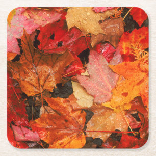 Posavasos Cuadrado De Papel EE. UU., Maine. Hojas de arce de otoño