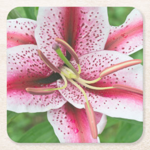 Posavasos Cuadrado De Papel EE. UU., Washington, Bellevue, Lily