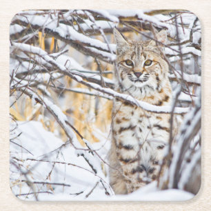 Posavasos Cuadrado De Papel EE. UU., Wyoming, Bobcat