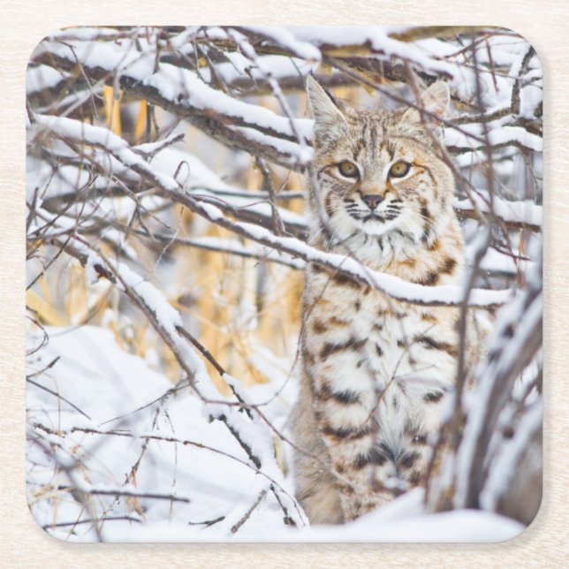 Posavasos Cuadrado De Papel EE.UU., Wyoming, Bobcat (Anverso)