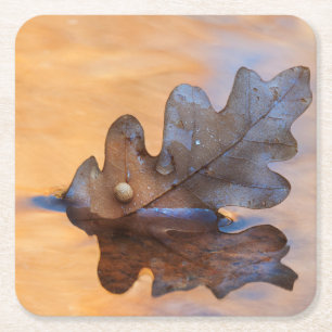 Posavasos Cuadrado De Papel EEUU, Nuevo México. Hojas de roble en curso