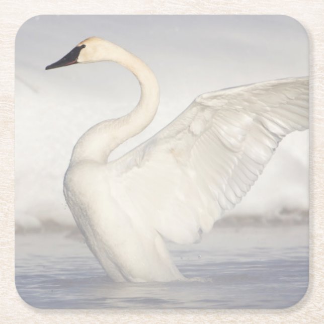 Posavasos Cuadrado De Papel EEUU, Wyoming, Trumpeter Swan estira alas (Anverso)