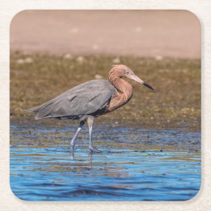 Posavasos Cuadrado De Papel Egret Reddish en North Beach