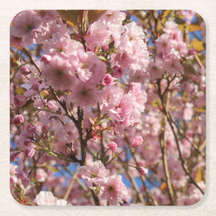 Posavasos Cuadrado De Papel El brillante color primaveral del cerezo en flor
