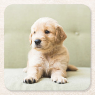 Posavasos Cuadrado De Papel El colchón de la colección Golden Retriever