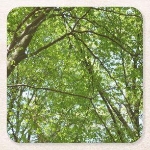 Posavasos Cuadrado De Papel El dosel de la primavera deja la naturaleza verde