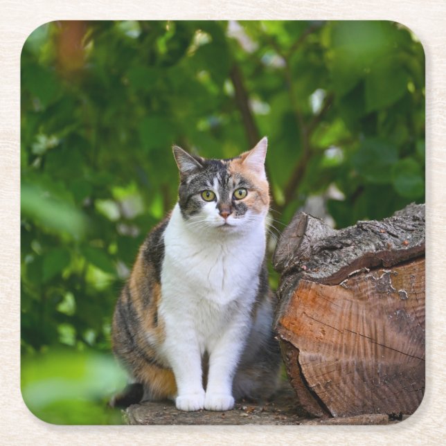 Posavasos Cuadrado De Papel El gato (Anverso)