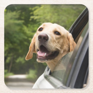 Posavasos Cuadrado De Papel El Labrador de oro en el espejo retrovisor